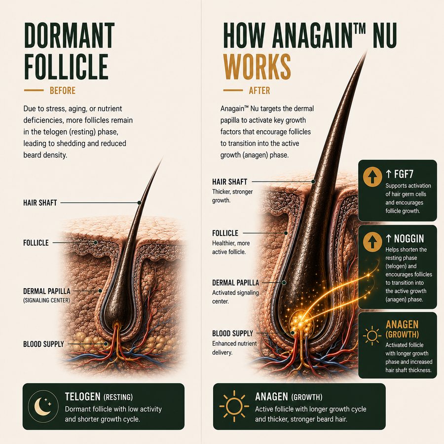 Diagram: a dormant (telogen) follicle versus an AnaGain Nu-activated (anagen) follicle, showing FGF7 and Noggin signaling driving thicker, stronger growth