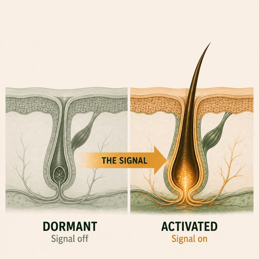 1. Follicles Are Dormant, Not Dead
